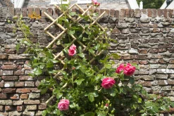 Brico Nature Bamboeklimrek 45X180Cm