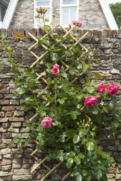 Brico Nature Bamboeklimrek 100X200Cm Clearance