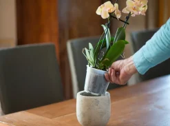 Nature Orchideeen Pot Transparant O12Cm-Brico Discount