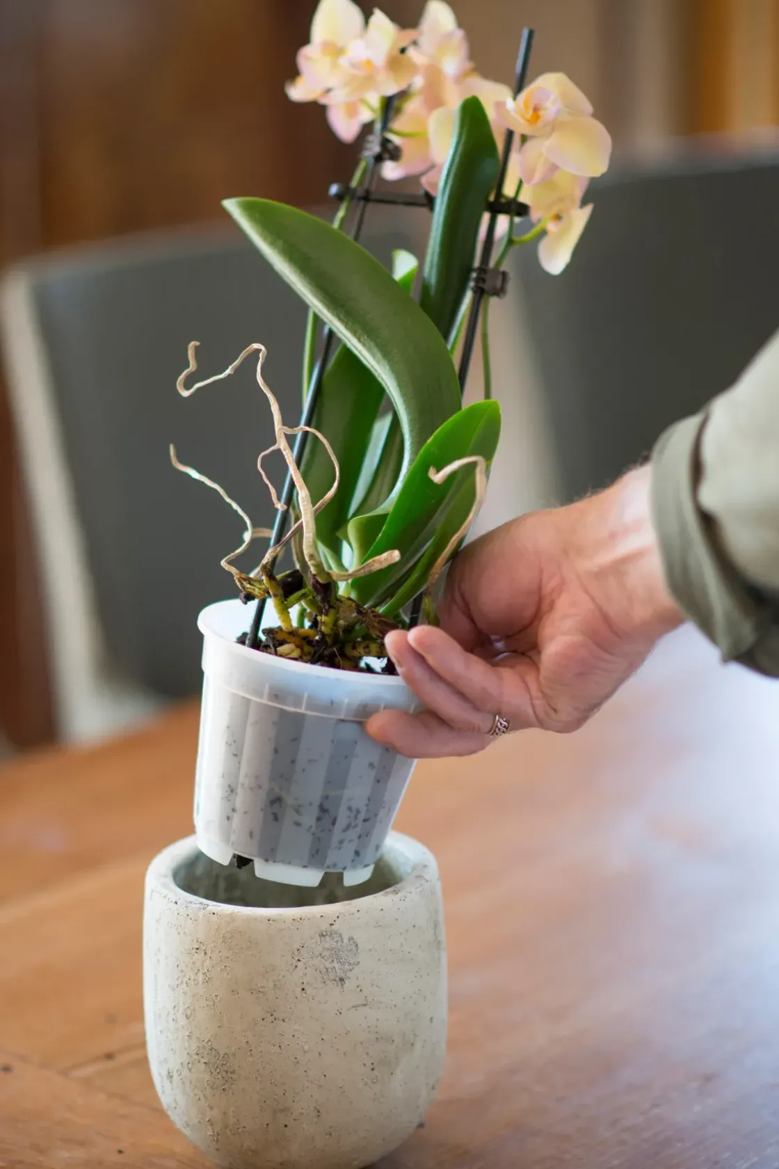 Nature Orchideeen Pot Transparant O12Cm-Brico Discount