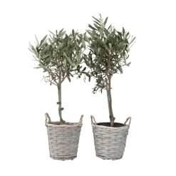 Olea Europaea - Set Van 2 - Olijfboom Stam In Mand - Pot 14Cm - Hoogte 45-55Cm-Brico Sale
