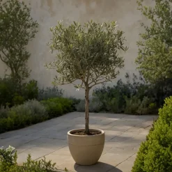 Olea Europaea - Set Van 2 - Olijfboom Stam In Mand - Pot 14Cm - Hoogte 45-55Cm-Brico Sale