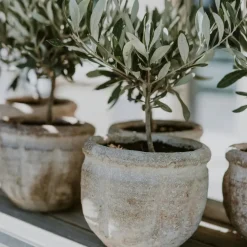 Olea Europaea - Set Van 2 - Olijfboom Stam In Mand - Pot 14Cm - Hoogte 45-55Cm-Brico Sale