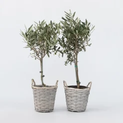 Olea Europaea - Set Van 2 - Olijfboom Stam In Mand - Pot 14Cm - Hoogte 45-55Cm-Brico Sale