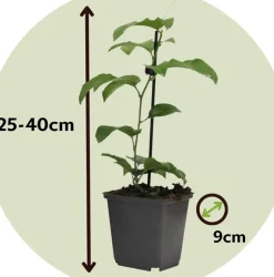 Passiflora - Mix Van 6 - Klimplant - Pot 9Cm - Hoogte 25-40Cm-Brico Hot