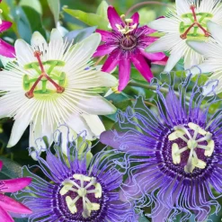 Passiflora - Mix Van 6 - Klimplant - Pot 9Cm - Hoogte 25-40Cm-Brico Hot