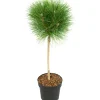 Pinus Summer Breeze - Dwergden - Pot 24Cm - Hoogte 70-80Cm-Brico Outlet