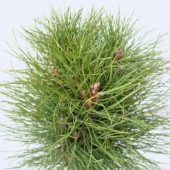 Pinus Summer Breeze - Dwergden - Pot 24Cm - Hoogte 70-80Cm-Brico Outlet