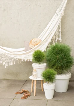 Pinus Summer Breeze - Dwergden - Pot 24Cm - Hoogte 70-80Cm-Brico Outlet