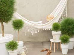 Pinus Summer Breeze - Dwergden - Pot 24Cm - Hoogte 70-80Cm-Brico Outlet