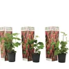 Rubus 'Tayberry' - Set Van 3 - Tuinplant - Braamboos - Pot 9Cm - Hoogte 25-40Cm-Brico Online