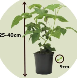 Rubus 'Tayberry' - Set Van 3 - Tuinplant - Braamboos - Pot 9Cm - Hoogte 25-40Cm-Brico Online