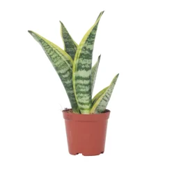 Sansevieria Laurentii - Set Van 4 - Vrouwentong - Pot 12Cm - Hoogte 30-40Cm-Brico New