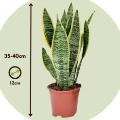 Sansevieria Laurentii - Set Van 4 - Vrouwentong - Pot 12Cm - Hoogte 30-40Cm-Brico New