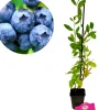 Schramas.Com Blauwe Bes Vaccinium Corymbosum Blue Crop + Pot 9Cm-Brico Best