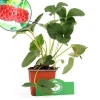 Schramas.Com Framboos-Aardbei Fragaria Ananassa Framberry + Pot 9Cm 3 Stuks-Brico New