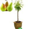 Schramas.Com Perenboom Pyrus Communis Trio Peer Drie Soorten Aan Een Boom + Pot 19Cm-Brico Outlet