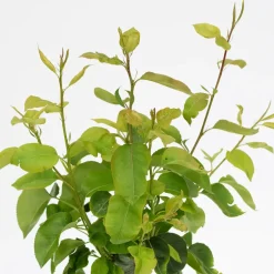 Schramas.Com Perenboom Pyrus Communis Trio Peer Drie Soorten Aan Een Boom + Pot 19Cm-Brico Outlet