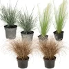 Siergrassenpakket - Set Van 6 - Pot 10.5Cm - Hoogte 15-25Cm-Brico Discount