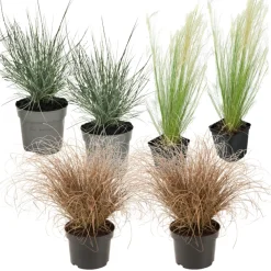 Siergrassenpakket - Set Van 6 - Pot 10.5Cm - Hoogte 15-25Cm-Brico Discount