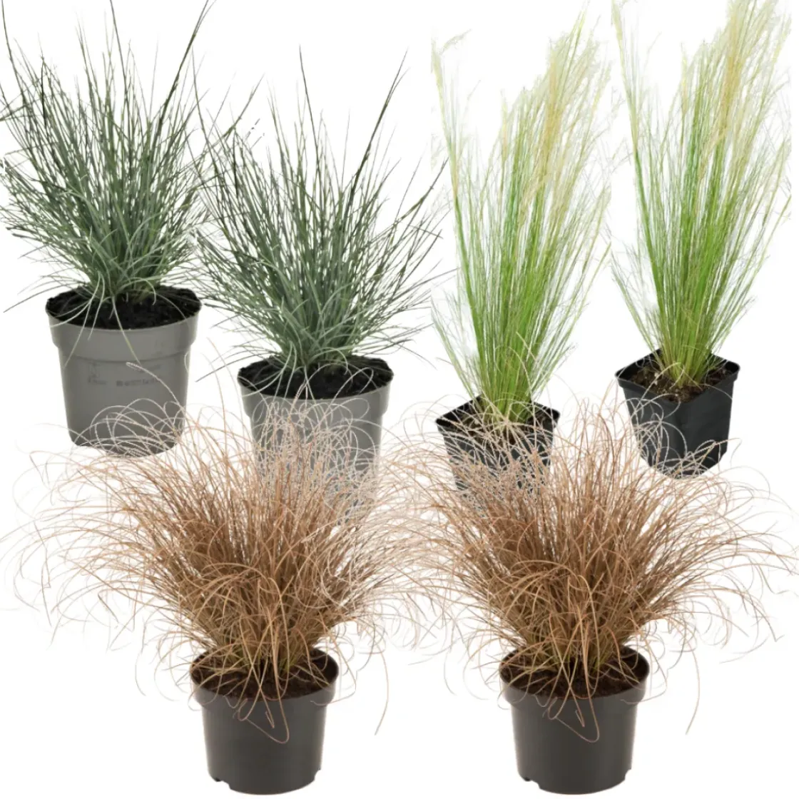 Siergrassenpakket - Set Van 6 - Pot 10.5Cm - Hoogte 15-25Cm-Brico Discount