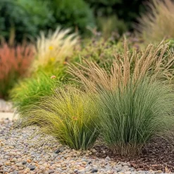 Siergrassenpakket - Set Van 6 - Pot 10.5Cm - Hoogte 15-25Cm-Brico Discount