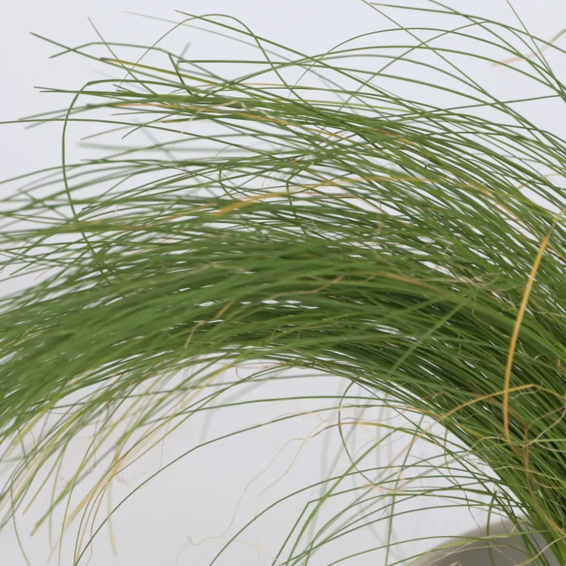 Siergrassenpakket - Set Van 6 - Pot 10.5Cm - Hoogte 15-25Cm-Brico Discount