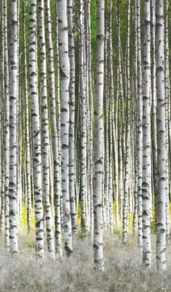 Smart Art Fotobehang Berkenbos-Brico Hot