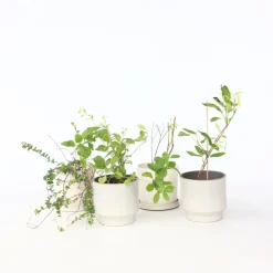 Smoothie Mix - Mix Van 8 - Goji,Cranberry,Bes, Kiwi - Pot 9Cm - Hoogte 25-40Cm-Brico Hot