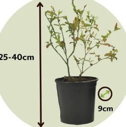 Smoothie Mix - Mix Van 8 - Goji,Cranberry,Bes, Kiwi - Pot 9Cm - Hoogte 25-40Cm-Brico Hot