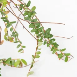 Smoothie Mix - Mix Van 8 - Goji,Cranberry,Bes, Kiwi - Pot 9Cm - Hoogte 25-40Cm-Brico Hot