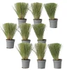 Stipa Tenuifolia 'Pony Tails' - Set Van 9 - Gras - Pot 9Cm - Hoogte 20-30Cm-Brico Best
