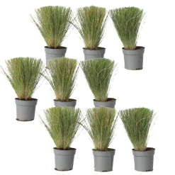 Stipa Tenuifolia 'Pony Tails' - Set Van 9 - Gras - Pot 9Cm - Hoogte 20-30Cm-Brico Best