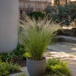 Stipa Tenuifolia 'Pony Tails' - Set Van 9 - Gras - Pot 9Cm - Hoogte 20-30Cm-Brico Best