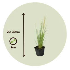Stipa Tenuifolia 'Pony Tails' - Set Van 9 - Gras - Pot 9Cm - Hoogte 20-30Cm-Brico Best