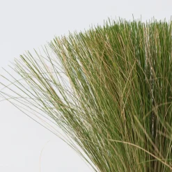 Stipa Tenuifolia 'Pony Tails' - Set Van 9 - Gras - Pot 9Cm - Hoogte 20-30Cm-Brico Best