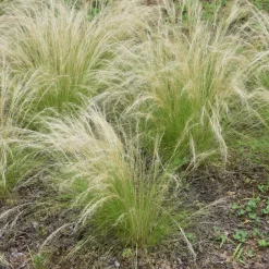 Stipa Tenuifolia 'Pony Tails' - Set Van 9 - Gras - Pot 9Cm - Hoogte 20-30Cm-Brico Best