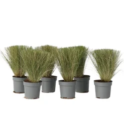 Stipa Tenuifolia 'Pony Tails' - Set Van 6 - Gras - Pot 9Cm - Hoogte 20-30Cm-Brico Sale