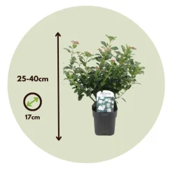 Viburnum Tinus - Set Van 4 - Groenblijvend - Pot 17Cm - Hoogte 25-40Cm-Brico Best