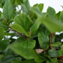 Viburnum Tinus - Set Van 4 - Groenblijvend - Pot 17Cm - Hoogte 25-40Cm-Brico Best