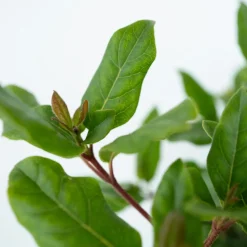 Viburnum Tinus - Set Van 4 - Groenblijvend - Pot 17Cm - Hoogte 25-40Cm-Brico Best