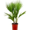 Washingtonia Robusta - Mexicaanse Waaierpalm - Palm - Groenblijvend - 21 Cm – ↕80-100 Cm-Brico Outlet