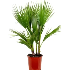 Washingtonia Robusta - Mexicaanse Waaierpalm - Palm - Groenblijvend - 21 Cm – ↕80-100 Cm-Brico Outlet