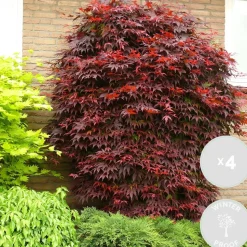 4X Acer Palmatum 'Atropurpureum' - Japanse Esdoorn - Heester - Winterhard - 10,5 Cm - ↕25-30 Cm-Brico Best