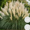 2X Cortaderia ‘Pumila' - Pampasgras - Siergrassen - Winterhard - 13 Cm - ↕20-30 Cm-Brico New