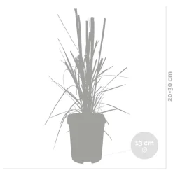 2X Cortaderia ‘Pumila' - Pampasgras - Siergrassen - Winterhard - 13 Cm - ↕20-30 Cm-Brico New