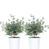 2X Eucalyptus Gunnii - Gomboom - Heester - Groenblijvend - 14 Cm - ↕25-35 Cm-Brico Discount