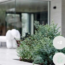 2X Eucalyptus Gunnii - Gomboom - Heester - Groenblijvend - 14 Cm - ↕25-35 Cm-Brico Discount