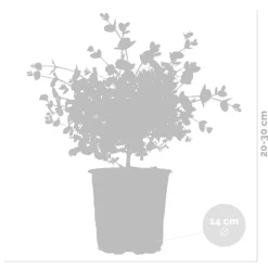 2X Eucalyptus Gunnii - Gomboom - Heester - Groenblijvend - 14 Cm - ↕25-35 Cm-Brico Discount