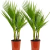2X Washingtonia Robusta - Mexicaanse Waaierpalm - Palm - Groenblijvend - 17 Cm - ↕60-75 Cm-Brico Best